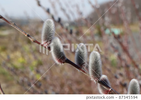 Pussy willow ears blooming in winter parks in Japan Pussy willow ears blooming in winter parks in Japan 87345594