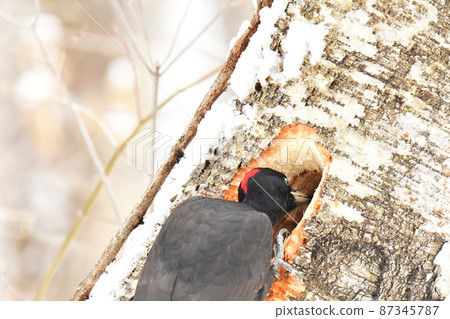 Woodpecker digging a hole in a tree Woodpecker digging a hole in a tree 87345787