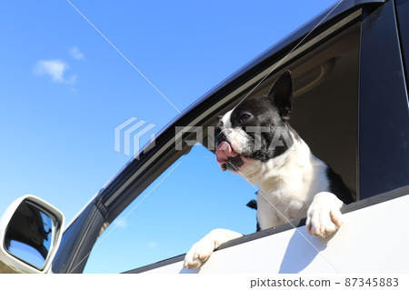 Mighty-kun, my dog Boston Terrier, looking at the scenery from the window during a fun drive 87345883