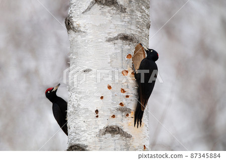 Black woodpecker couple building a nest 87345884