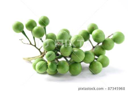 Pea eggplant or Turkey berry (Solanum torvum)  87345968