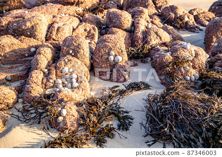 The beautiful stones at Cloughglass bay and beach by Burtonport in County Donegal - Ireland The beautiful stones at Cloughglass bay and beach by Burtonport in County Donegal - Ireland 87346003