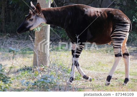 Okapi Okapi 87346109