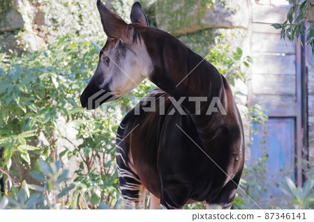 Okapi Okapi 87346141