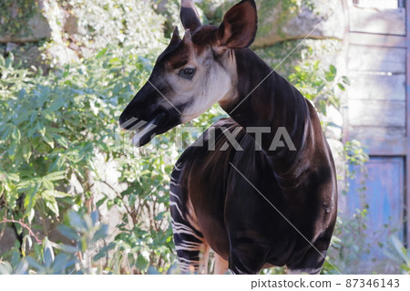 Okapi Okapi 87346143