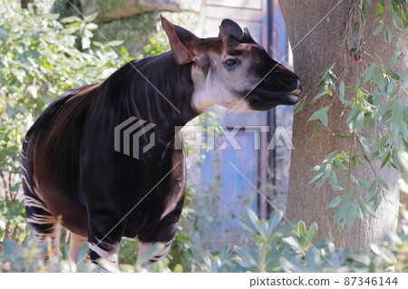 Okapi Okapi 87346144