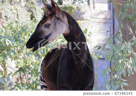 Okapi Okapi 87346145