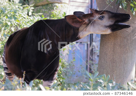 Okapi Okapi 87346146
