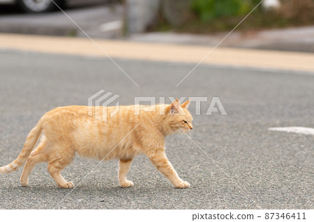 Cat crossing the road 87346411