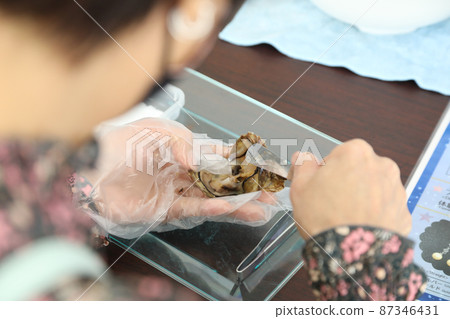 Making accessories from taking out pearls from Ayako shellfish 87346431