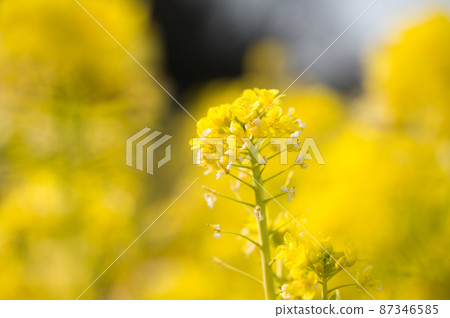 Early spring grant Early spring grant 87346585