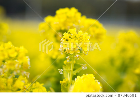 Early spring grant 87346591