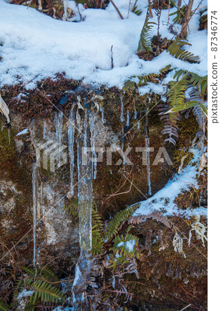 Snow and vine, vertical 87346774