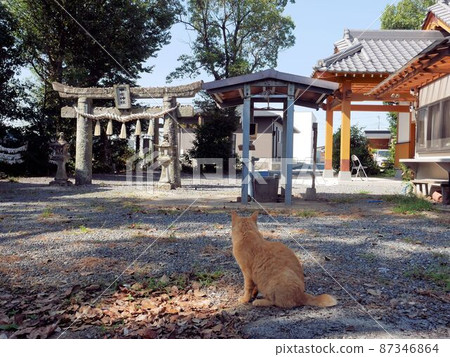 熊本縣 Ashitekojin (Kai Shrine) 和貓 87346864
