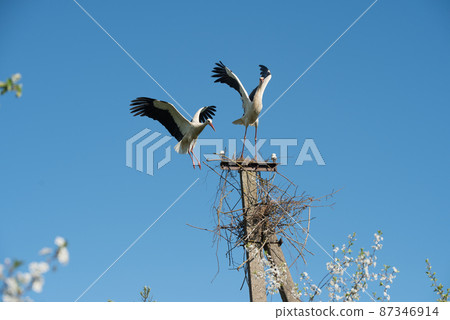 Two white storks in the nest against blue sky Two white storks in the nest against blue sky 87346914