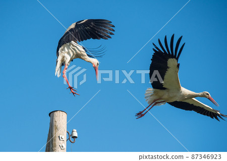 Two white storks in the nest against blue sky Two white storks in the nest against blue sky 87346923