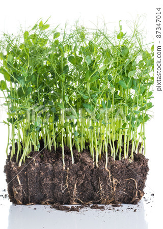Pea sprouts taken from container with soil and roots, healthy eating home gardening concept 87347014