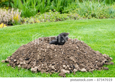 European mole (Talpa europaea) destroying lawn with its mole hills and underground tunnels European mole (Talpa europaea) destroying lawn with its mole hills and underground tunnels 87347019