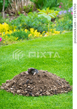 Mole animal - Talpa Europaea, causing damage as a pest in the garden with its mole hills and underground tunnels 87347050