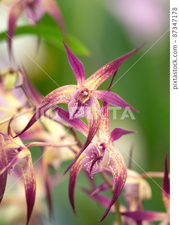 Western run flowers Western run flowers 87347178
