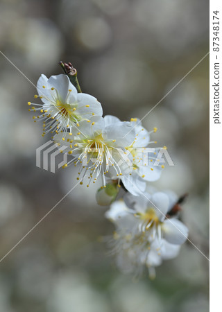 Ume (moon shadow) Ume (moon shadow) 87348174