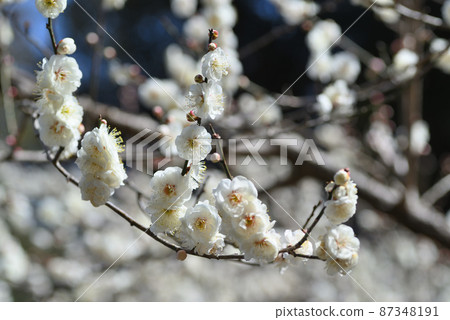 Ume (water core mirror) Ume (water core mirror) 87348191