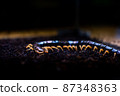 centipede 87348363
