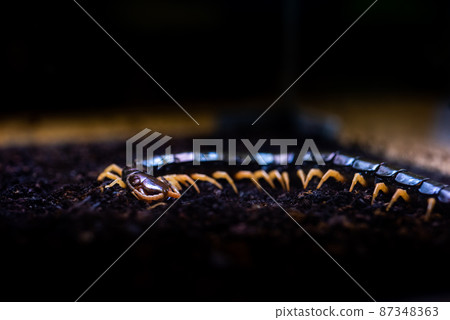 centipede 87348363