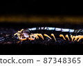 centipede 87348365