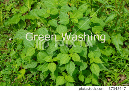 White letters of Greenwashing on green plants 87348647