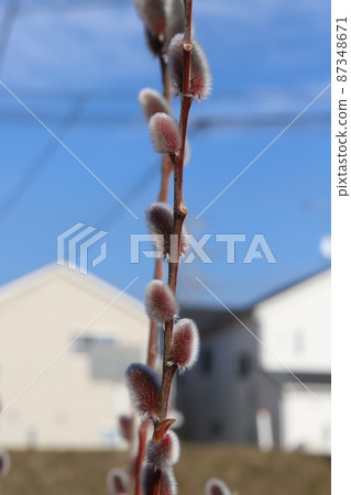 Red flower spikes of pussy willow blooming in a Japanese garden in winter 87348671