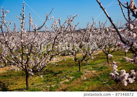 Blooming apricot trees in early spring 87348872