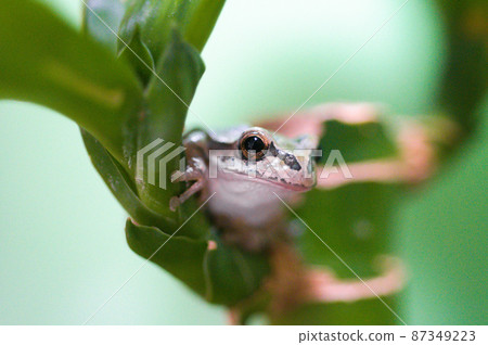 葉子上的日本樹蛙 葉子上的日本樹蛙 87349223