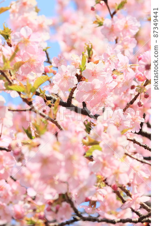 Cherry blossoms in full bloom, Kawazu cherry blossoms, spring in full bloom Cherry blossoms in full bloom, Kawazu cherry blossoms, spring in full bloom 87349441