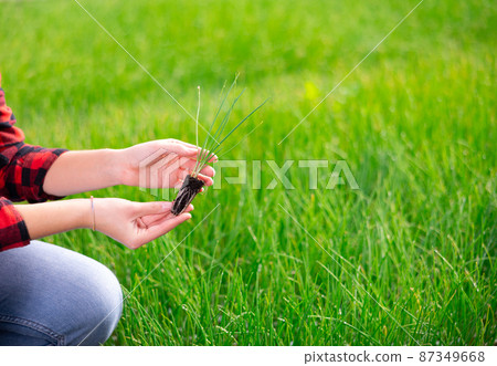Woman hands holding garlic sprouts Woman hands holding garlic sprouts 87349668