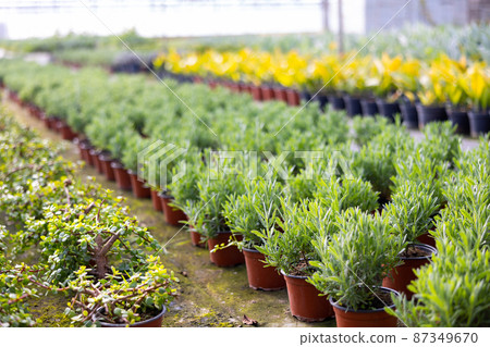 View of decorative juniper growing in pots 87349670