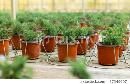 Rows of rosemary growing in pots Rows of rosemary growing in pots 87349697