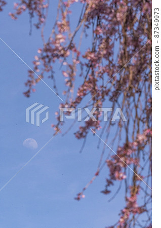 The cherry blossoms are in full bloom and spring is in full bloom The cherry blossoms are in full bloom and spring is in full bloom 87349973