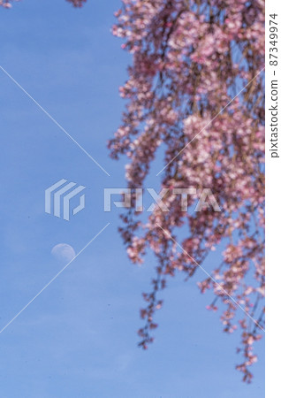 The cherry blossoms are in full bloom and spring is in full bloom 87349974