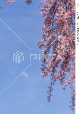 The cherry blossoms are in full bloom and spring is in full bloom The cherry blossoms are in full bloom and spring is in full bloom 87349975