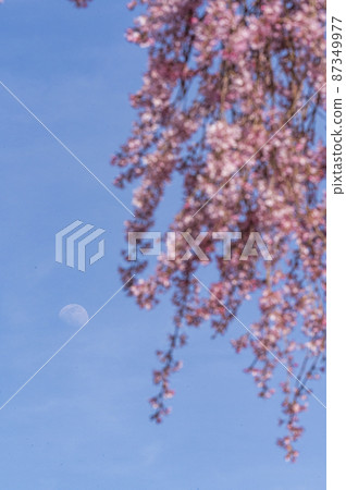 The cherry blossoms are in full bloom and spring is in full bloom The cherry blossoms are in full bloom and spring is in full bloom 87349977
