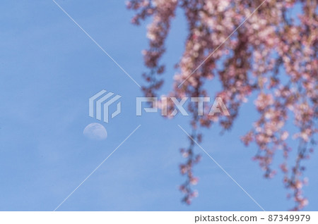 The cherry blossoms are in full bloom and spring is in full bloom The cherry blossoms are in full bloom and spring is in full bloom 87349979