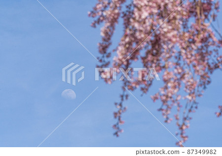 櫻花盛開,春天盛開 櫻花盛開,春天盛開 87349982
