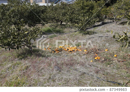 Mandarin orange field Mandarin orange field 87349983