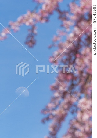 The cherry blossoms are in full bloom and spring is in full bloom The cherry blossoms are in full bloom and spring is in full bloom 87349989