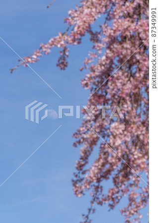 The cherry blossoms are in full bloom and spring is in full bloom The cherry blossoms are in full bloom and spring is in full bloom 87349991