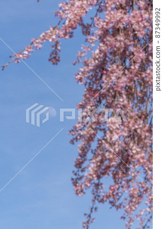The cherry blossoms are in full bloom and spring is in full bloom The cherry blossoms are in full bloom and spring is in full bloom 87349992
