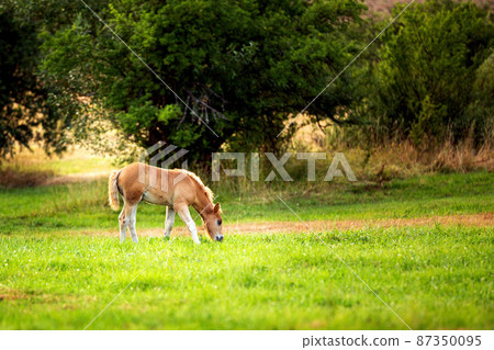 cute foal on the pasture in the evening 87350095