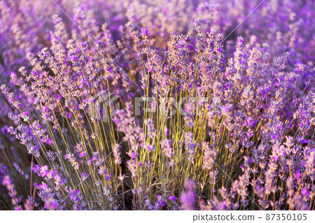 Violet lavender field close up Violet lavender field close up 87350105