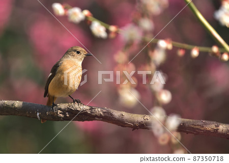 Plum forest bird Daurian Redstart female Plum forest bird Daurian Redstart female 87350718